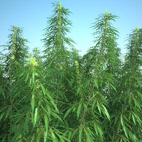 Cannabis Sativa Field